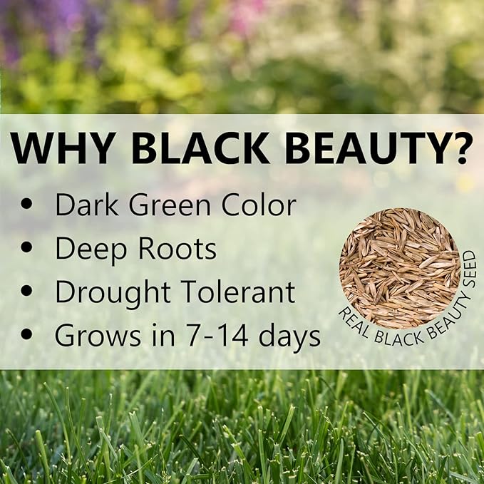 Jonathan Green (10324) Black Beauty Ultra Grass Seed - Cool Season Lawn Seed (50 lb)