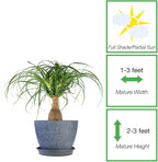 Perfect Plants Ponytail Palm 6in. in Midnight Blue Décor Pot | Beaucarnea Recurvata | 10in Tall | Easy Care Houseplant | Perfect for Bright Light Conditions | Air Purifying
