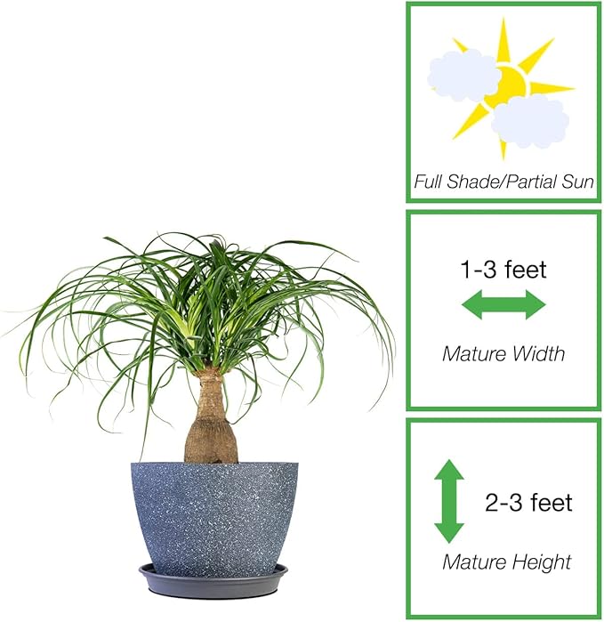 Perfect Plants Ponytail Palm 6in. in Midnight Blue Décor Pot | Beaucarnea Recurvata | 10in Tall | Easy Care Houseplant | Perfect for Bright Light Conditions | Air Purifying