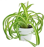 Curly Spider Plant 'Bonnie' (4 inch) - Air-Purifying Houseplants - 4/6 inch Unique Live Decorative Houseplants - Low-Maintenance Indoor Plants, House Warming Gift, Natural Air Purifier