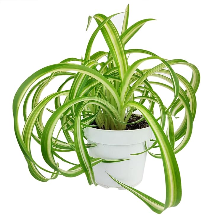 Curly Spider Plant 'Bonnie' (4 inch) - Air-Purifying Houseplants - 4/6 inch Unique Live Decorative Houseplants - Low-Maintenance Indoor Plants, House Warming Gift, Natural Air Purifier