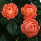 2 Gallon The Orange Glow Knock Out® Rose Plant with Orange Blooms
