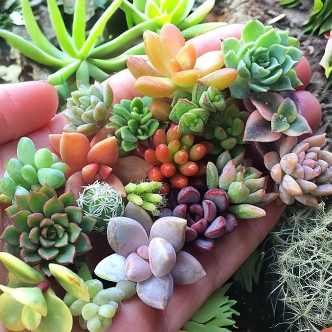 100pcs Mixed Colorful Succulents Seeds Succulent Plants Rare Living Stones Plants Cactus Home Plant