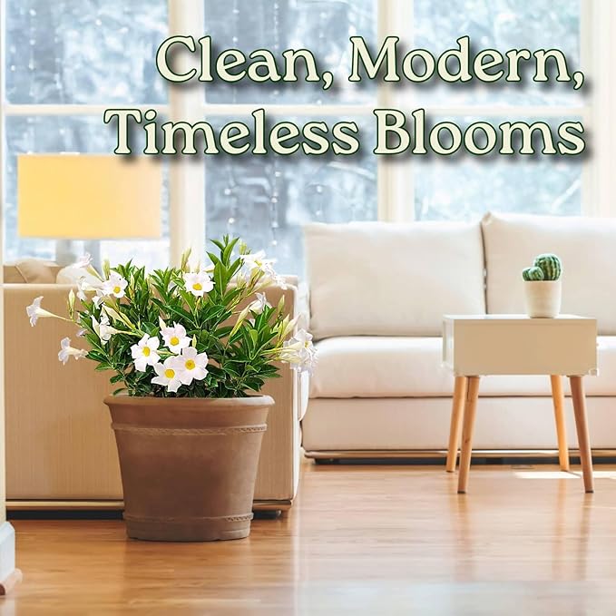 Dipladenia Bush - White - Overall Height 22" to 26" - Tropical Plants of Florida (Plant Only)
