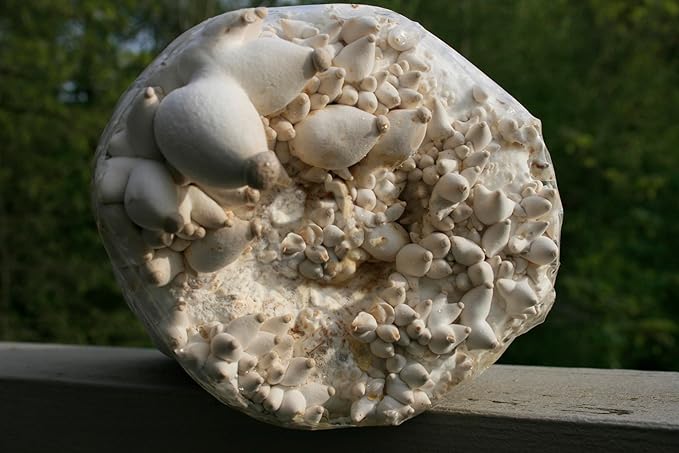 Root Mushroom Farm-King Oyster Grain Spawn(NOT A GROW KIT)