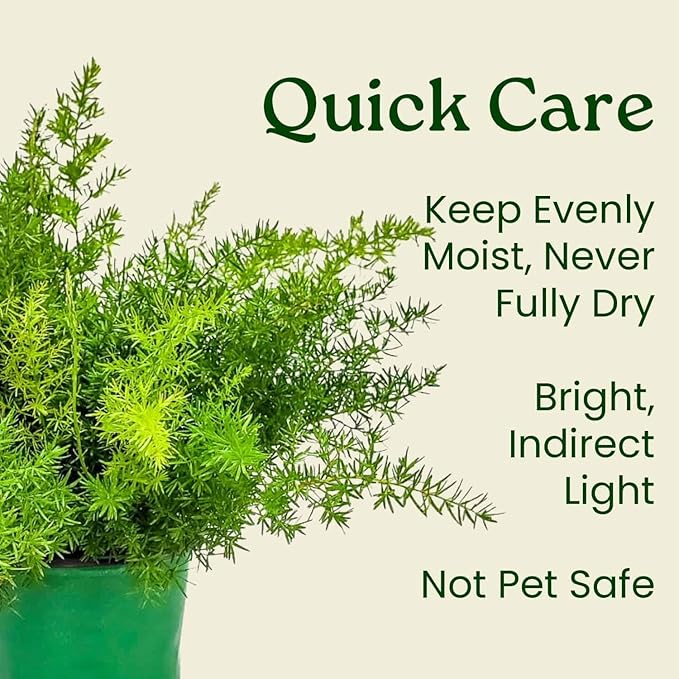 Sprengeri Fern – Live Asparagus Fern in 1 Gallon Nursery Pot – Lush, Cascading Green Foliage for Shade Gardens & Indoor Spaces – Easy-Care Perennial, Thrives in Humidity