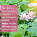 Groundio 10Pcs Lotus Flower Seeds, Non-GMO, Pre-Cut High Germination Bowl Lotus Seed, Premium Aquatic Plants for Ponds & Bonsai (Pink/Red/Green)