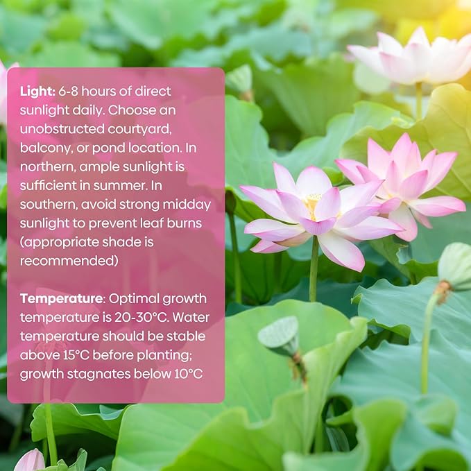 Groundio 10Pcs Lotus Flower Seeds, Non-GMO, Pre-Cut High Germination Bowl Lotus Seed, Premium Aquatic Plants for Ponds & Bonsai (Pink/Red/Green)