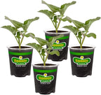 Bonnie Plants Lieutenant Broccoli 19.3 oz. 4-pack
