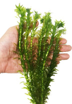 3 Bundles Anacharis Egeria Densa Elodea Live Aquarium Plants Freshwater Pond Aquatic Water Plant Decorations by Greenpro