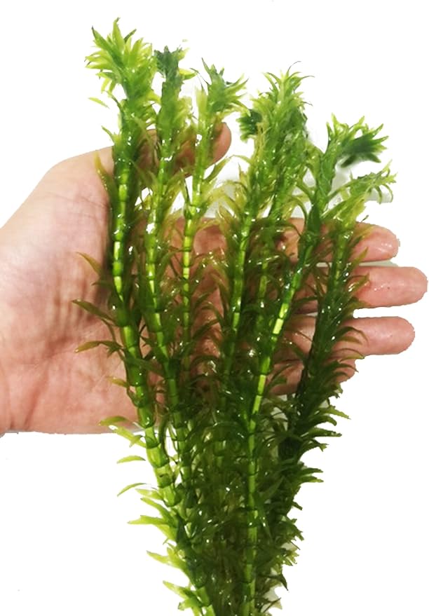 3 Bundles Anacharis Egeria Densa Elodea Live Aquarium Plants Freshwater Pond Aquatic Water Plant Decorations by Greenpro