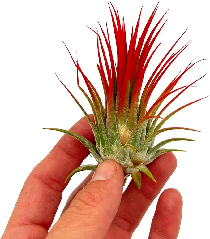 ragnaroc Air Plants - Tillandsia Ionantha, Regular 2-3" - 1ct - Organically Enhanced Color - Live Arrival Guaranteed - House Plants for Home Decor & Gift, Jule Red