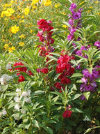 Gardenera Premium Balsam Camellia Potting Soil Mix - Perfect Balance of Nutrients, Drainage, and Aeration for Thriving Blooms - 2 Quart