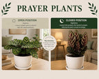 Calathea Medallion ROSEO Picta Live Plant - Air Purifier, Home Decor & Room Decor | Elegant Indoor Calathea Prayer Plant, Plants Live Houseplants | Perfect Live Indoor Plants