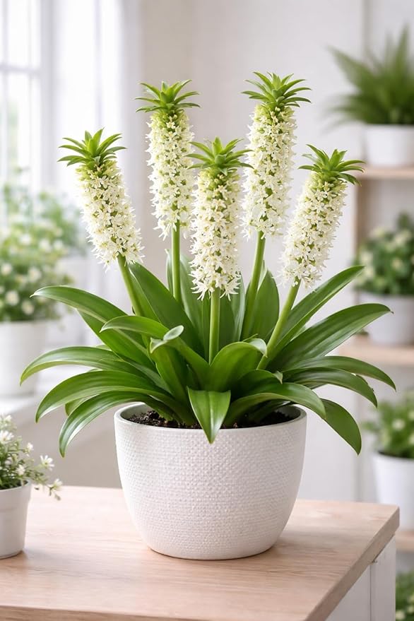 Indoor White Pineapple Lily Bulbs for Growing - 2 Bulbs - Great House Plant, Easy to Grow - Fancy White Blooms