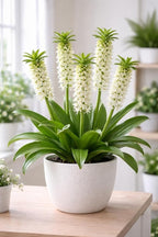 Indoor White Pineapple Lily Bulbs for Growing - 2 Bulbs - Great House Plant, Easy to Grow - Fancy White Blooms