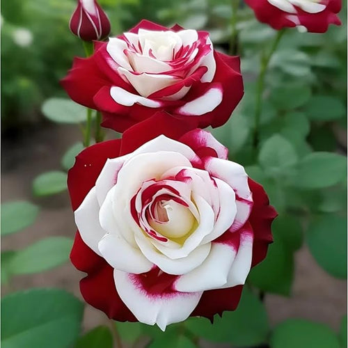 10 Rare Twin Red White Rose Seeds - Heirloom Non-GMO Flower Seeds for Captivating Garden Blooms - Includes Planting Instructions, Perfect for Spring and Fall Planting, Great Gardening Gift