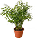 Parlor Palm Live Plant for Indoor | Different Houseplants in 4'' & 6'' Pot | Real House Plant for Living Room, Office, Desk & Bathroom | Neanthe Bella Palm | Chamaedorea elegans