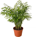 Parlor Palm Live Plant for Indoor | Different Houseplants in 4'' & 6'' Pot | Real House Plant for Living Room, Office, Desk & Bathroom | Neanthe Bella Palm | Chamaedorea elegans