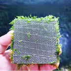 Java Moss | Vesicularia Ferriei Live Aquarium Plant, 10 Square Inch Flame Moss, with 1x Ball Holder, Freshwater Live Plants Shaping Filter