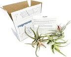 ragnaroc Air Plants - Flowering Tillandsia Harrisii, Large 3-5" - 3ct - Live Arrival Guaranteed - House Plants for Home Decor & Gift