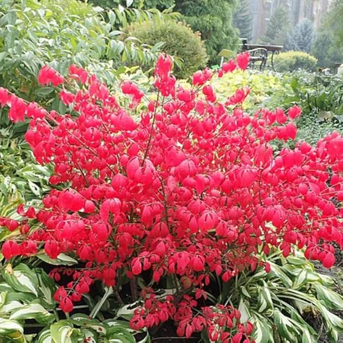 2 Burning Bushes Tree for Planting | 8-12" Rooted Cuttings | Hardy Fire Bush Shrub Live Plant to Decorative Hedge
