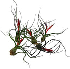 ragnaroc Air Plants - Flowering Tillandsia Bulbosa Guatemala, Large 3-5" - 5ct - Live Arrival Guaranteed - House Plants for Home Decor & Gift