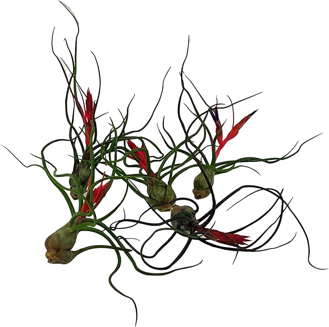ragnaroc Air Plants - Flowering Tillandsia Bulbosa Guatemala, Large 3-5" - 5ct - Live Arrival Guaranteed - House Plants for Home Decor & Gift
