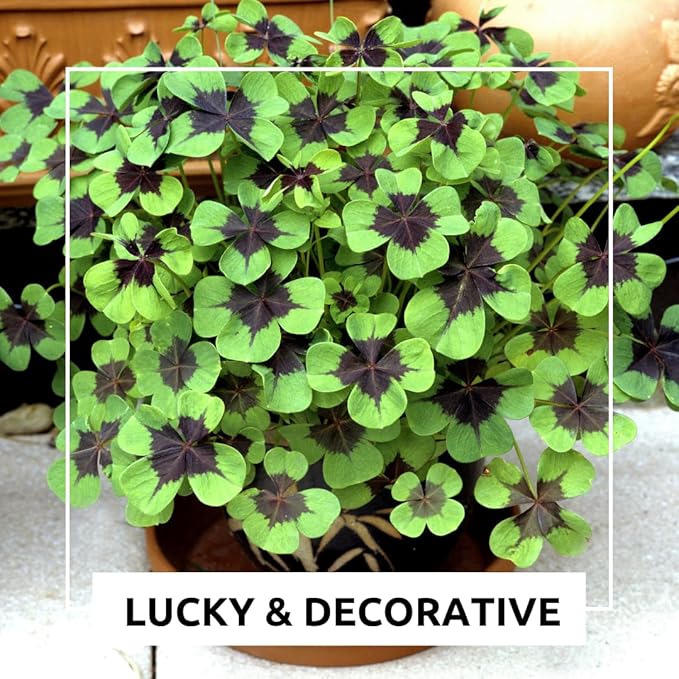 Iron Cross Shamrock Bulbs for Planting - Fast Growing Year Round Color Indoors or Outdoors - Oxalis Shamrock Bulbs for Good Luck (20 Bulbs)