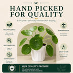 Chinese Money Plant - Pilea Peperomioides Plant Live - Air Purifying Plants Live Houseplants - Low Maintenance Coin Plant - Feng Shui Indoor House Plant for Good Luck