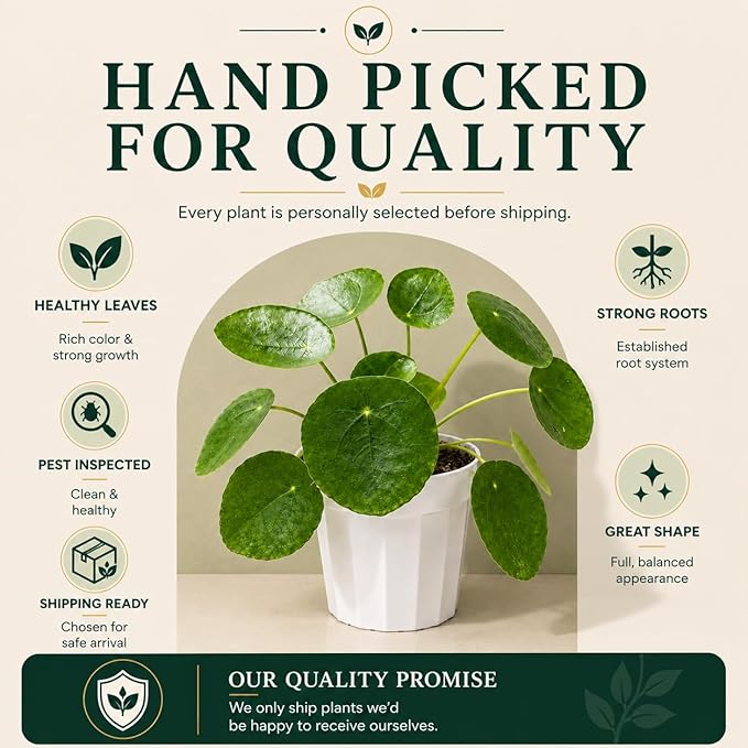 Chinese Money Plant - Pilea Peperomioides Plant Live - Air Purifying Plants Live Houseplants - Low Maintenance Coin Plant - Feng Shui Indoor House Plant for Good Luck