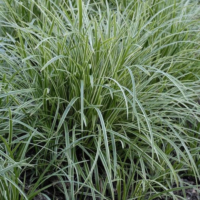 RedCrocus Ice Dance' Sedge Grass, Carex morrowii 'Ice Dance', Variegated Ground Cover, Shade Plant, Container Friendly, Deer Resistant, Pet Safe, Evergreen 1 Gallon (Pack of 2)
