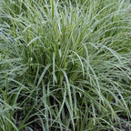 RedCrocus Ice Dance' Sedge Grass, Carex morrowii 'Ice Dance', Variegated Ground Cover, Shade Plant, Container Friendly, Deer Resistant, Pet Safe, Evergreen 1 Gallon (Pack of 2)