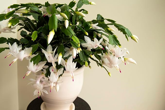 White Thanksgiving Cactus, Live Plant in 3" Grower Pot, Easy Care, Houseplant, SCHLUMBERGERA zygo 'Flame New White'