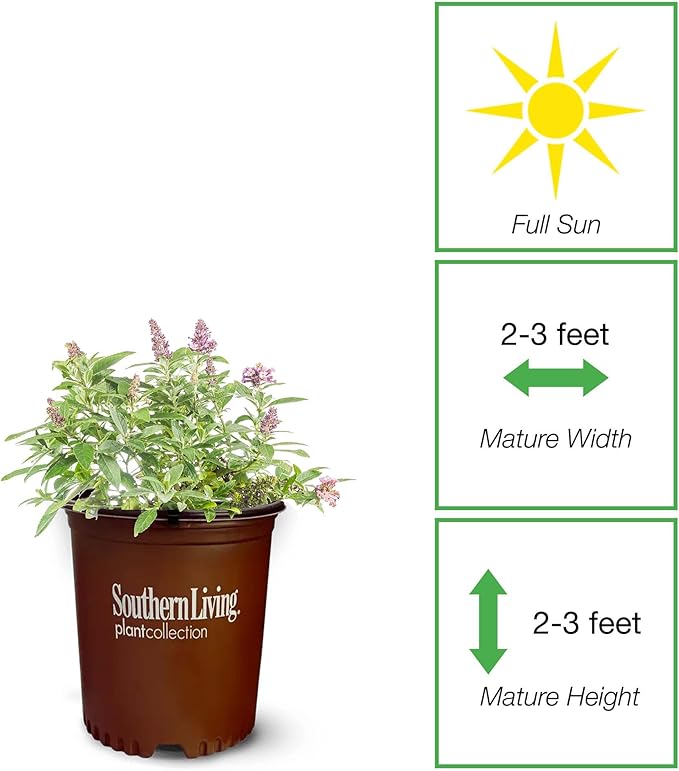 Perfect Plants Butterfly Candy Li'l Lavender Butterfly Bush in 1 Gallon Grower's Pot | Live Flowering Shrub for Outdoor & Containers | Compact | Attracts Pollinators to Your Landscape | Zones 5-10
