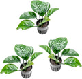 SubstrateSource Anubias Live Aquarium Plants - Potted Freshwater Plant for Fish Tanks, Terrariums - Beginner Friendly Low Light (Barteri Butterfly, 3 Pots)