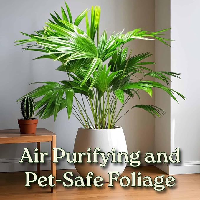 Fountain Palm Tree - Fan Palm - Overall Height 30" to 32" - Large Plant - Houseplant - Tropical Plants of Florida (Plant Only)