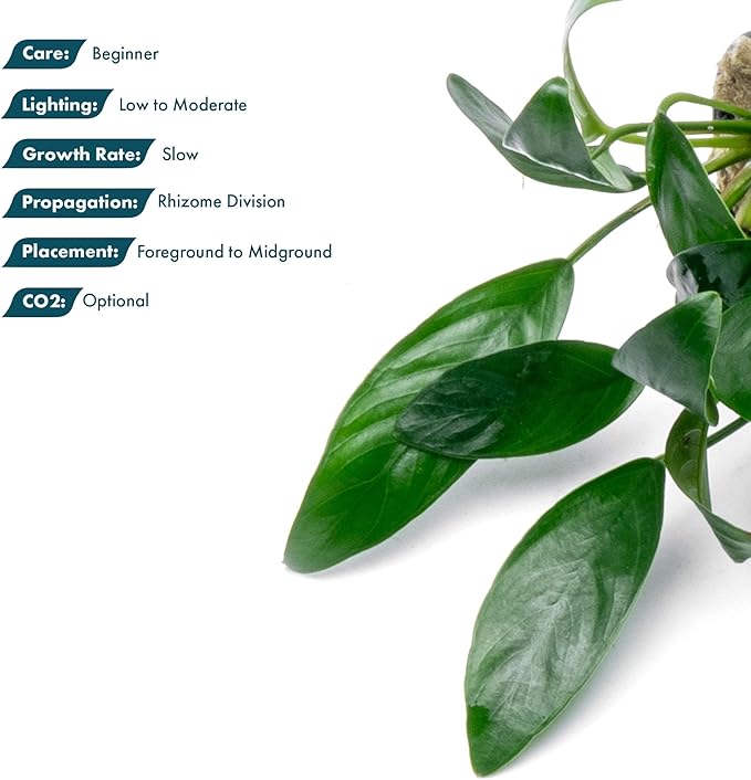SubstrateSource Anubias Live Aquarium Plants - Potted Freshwater Plant for Fish Tanks, Terrariums - Beginner Friendly Low Light (Congensis Mini, 5 Pots)