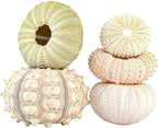 5 Pcs Conch Plant Holders, Sea Shell Air Plant Holders for Hanging Decorative Air Plant Display Containers Sea Urchin Hanging Pot for Garden Beach Theme Party