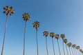 Mexican Fan Palm Tree Seeds, Washingtonia Robusta - 20 Seeds for Planting