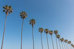 Mexican Fan Palm Tree Seeds, Washingtonia Robusta - 20 Seeds for Planting