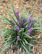 Perennial Farm Marketplace Liriope muscari ‘Royal Purple’ (Lilyturf) Live Plant, Size-4" Pot, Deep Purple Late Summer Flowers