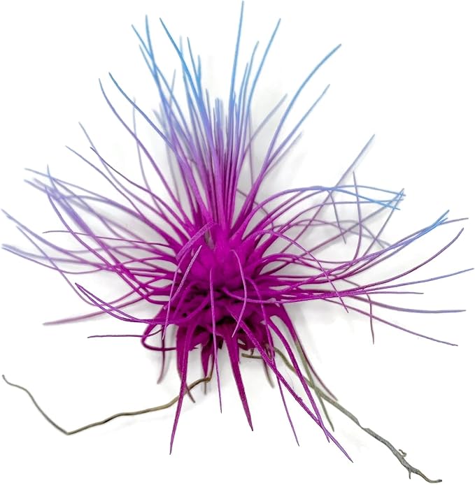 Thin Colored Air Plant, Live Tillandsia House Plant, Easy Care Indoor Outdoor, Great Gift, Healthy Arrival Guaranteed, (Rainbow #2)