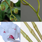 FagusHome 32 Inch Artificial Phalaenopsis Flowers 6 Pcs Artificial Orchid Flowers Stem Plants for Home Décor (Pure White)