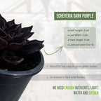 LEAL PLANTS ECUADOR Echeveria Dark Purple (Pack of 2) | Echeveria Succulent Purple Pearl |Natural Décor Plant |Evergreen Live Indoor Plant
