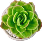 Succulents Plants Live,Echeveria ice Rose Variegated 3.5 inches Green Mini Indoor Plants,Bare Root Without Pot Soil,Live Plants for Gift Party Wedding Garden Baby Shower DIY Decor