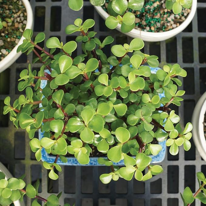 Brussel's Bonsai - Live Dwarf Jade Bonsai Tree in a Ceramic Bonsai Pot, Indoor Succulent Houseplant, 3 Years Old, 5-8 Inches Tall, Easy Care Plant for Home or Office (Small, Green)