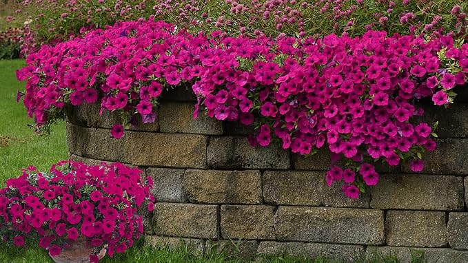 270+ Trailing Petunia Seeds for Planting - Spreading Annual Flower Blooms for Hanging Baskets, Window Boxes, and Garden Ground Cover