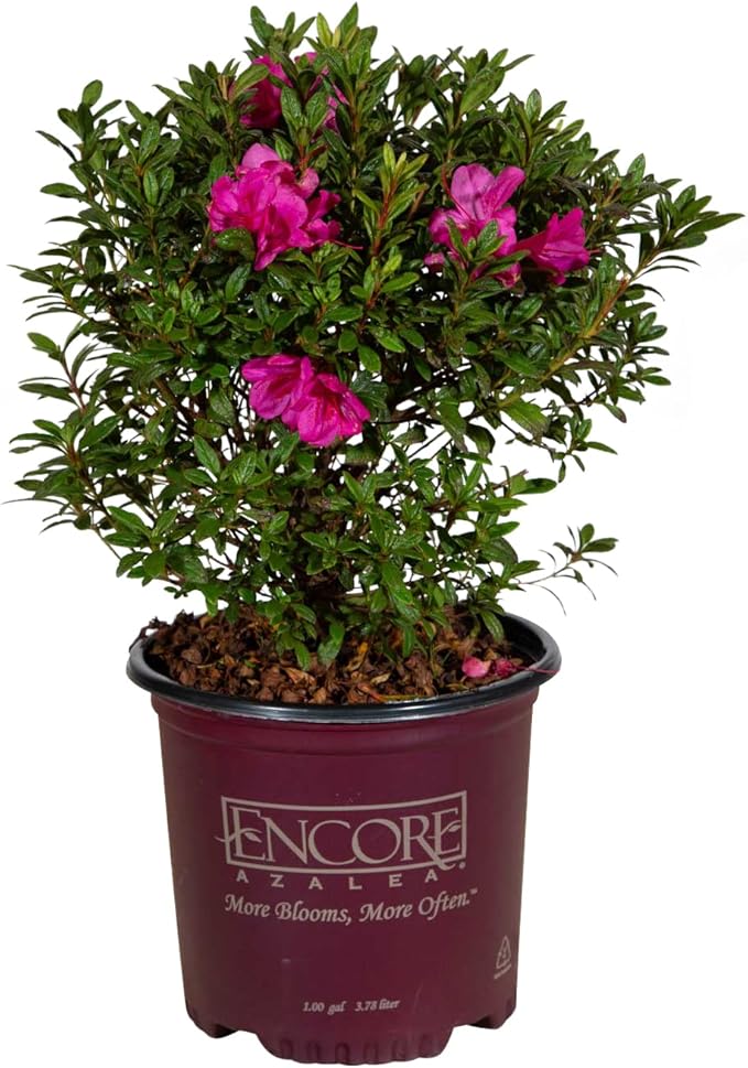 Autumn Amethyst Encore Azalea (1 Gallon) - Purple, Pink Flowering Shrub - Reblooming Rhododendron Plants