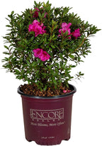 Autumn Amethyst Encore Azalea (1 Gallon) - Purple, Pink Flowering Shrub - Reblooming Rhododendron Plants